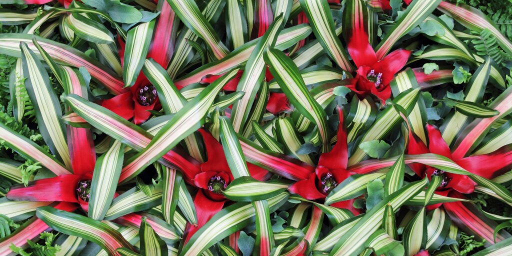 cryptanthus-bromelia-rastlinkovo