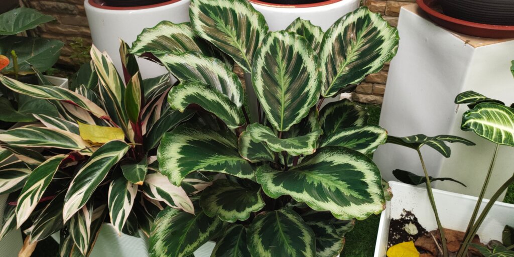 kalatea-calathea-rastlinkovo