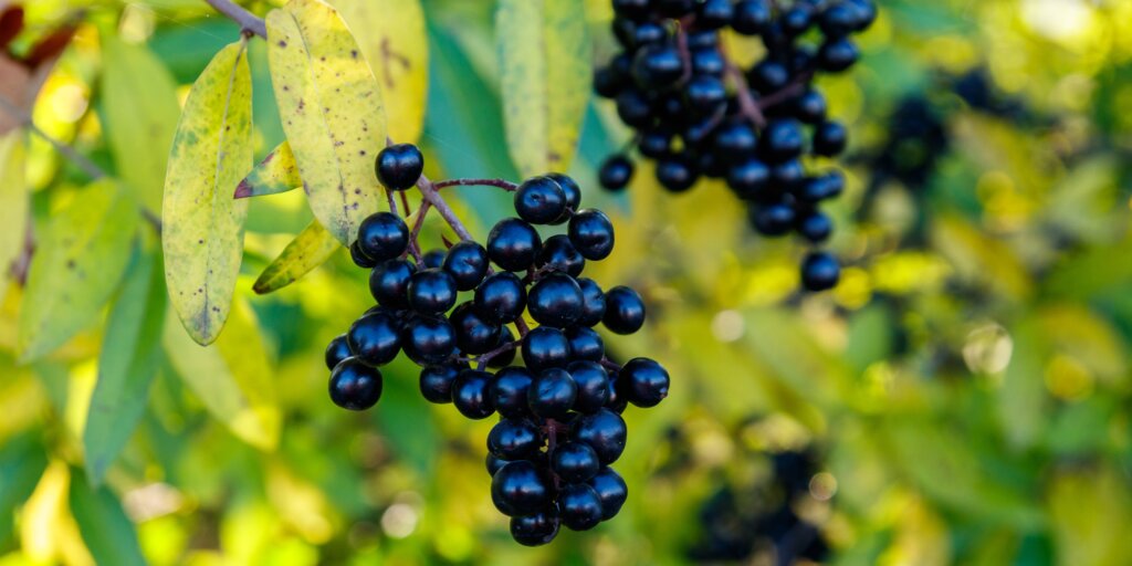 vtaci-zob-ligustrum-rastlinkovo