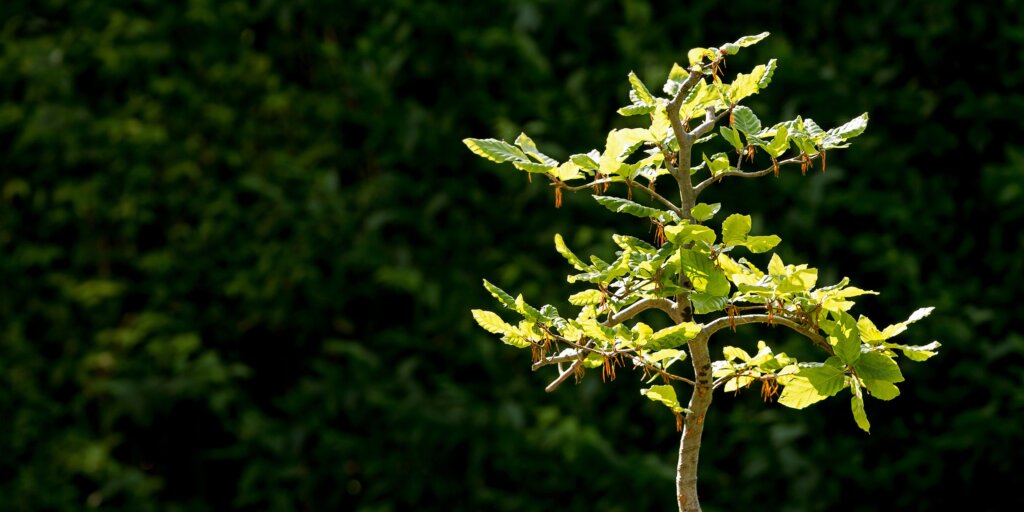 bonsai-rastliny-rastlinkovo