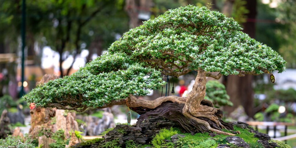 bonsai-rastliny-rastlinkovo