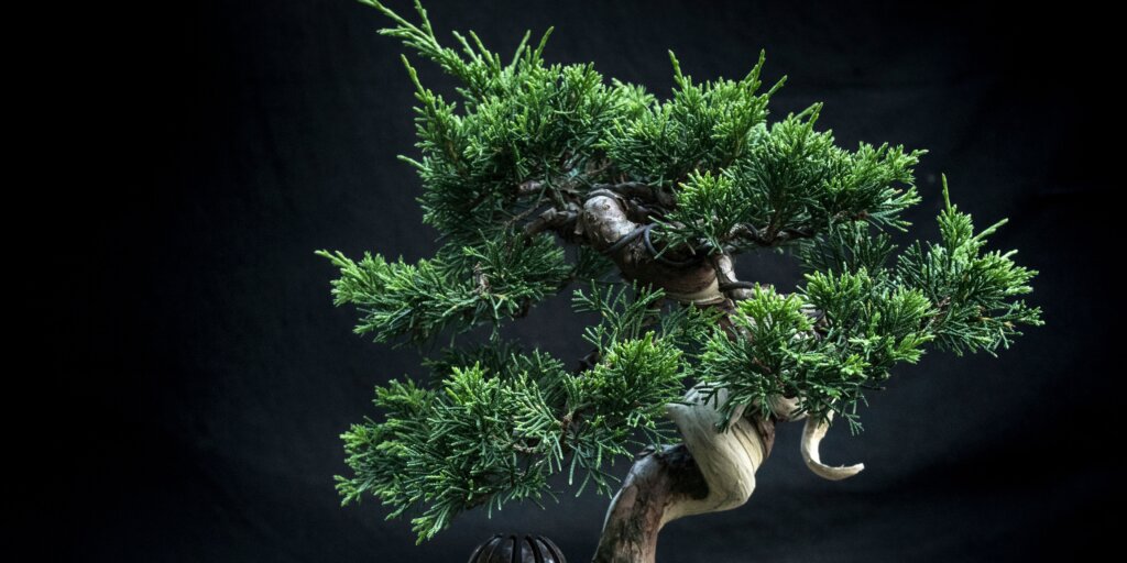 bonsai-rastliny-rastlinkovo