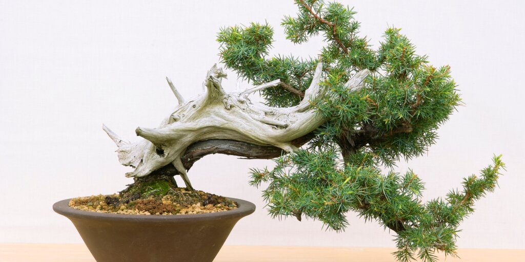 bonsai-rastliny-rastlinkovo