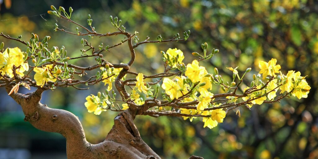 bonsai-rastliny-rastlinkovo