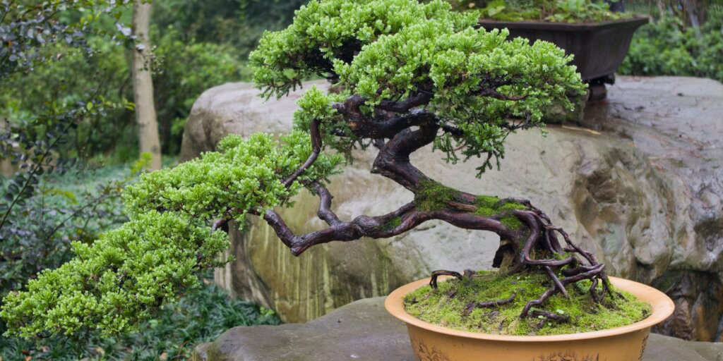 bonsai-rastliny-rastlinkovo