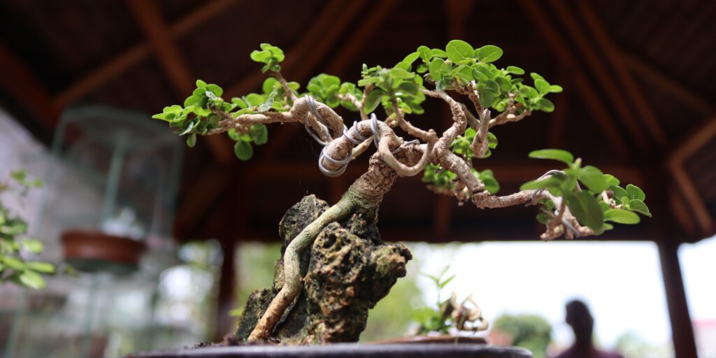 bonsai-rastliny-rastlinkovo