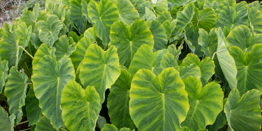 colocasia-kolokazia-rastliny-kvety-rastlinkovo