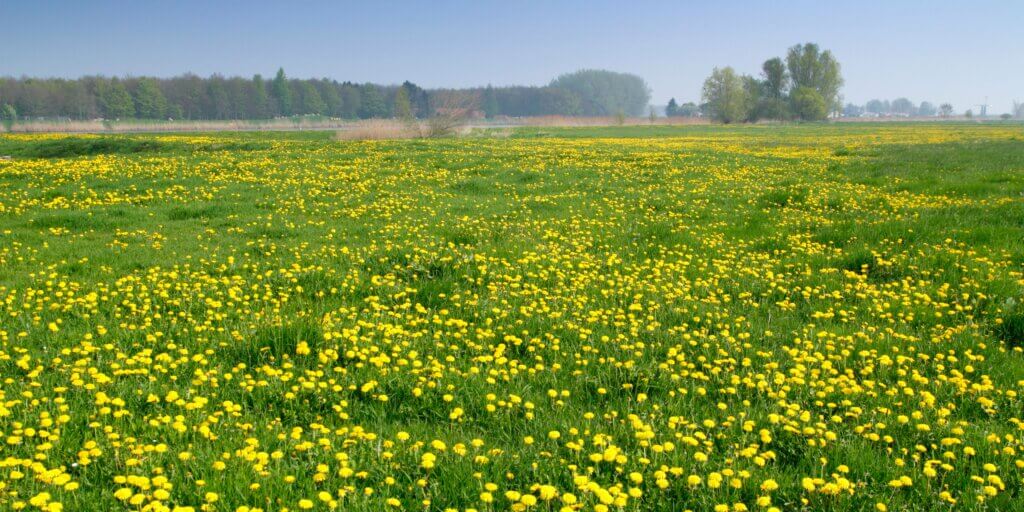 pupava-lekarska-taxacum-officinale-rastlinkovo