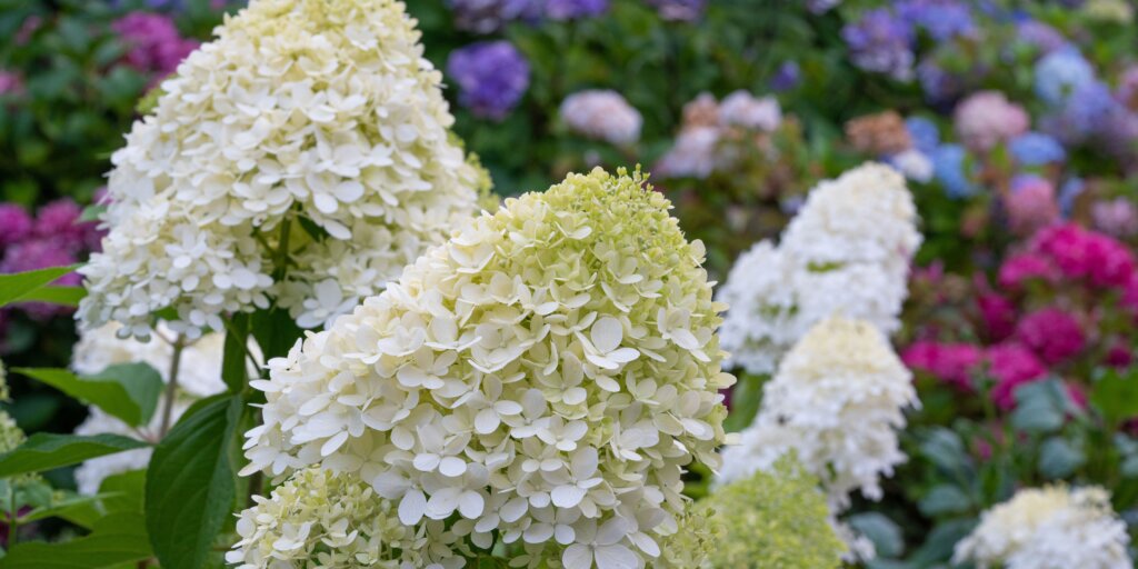 hortenzia-metlinata-hydrangea-paniculata-rastlinkovo