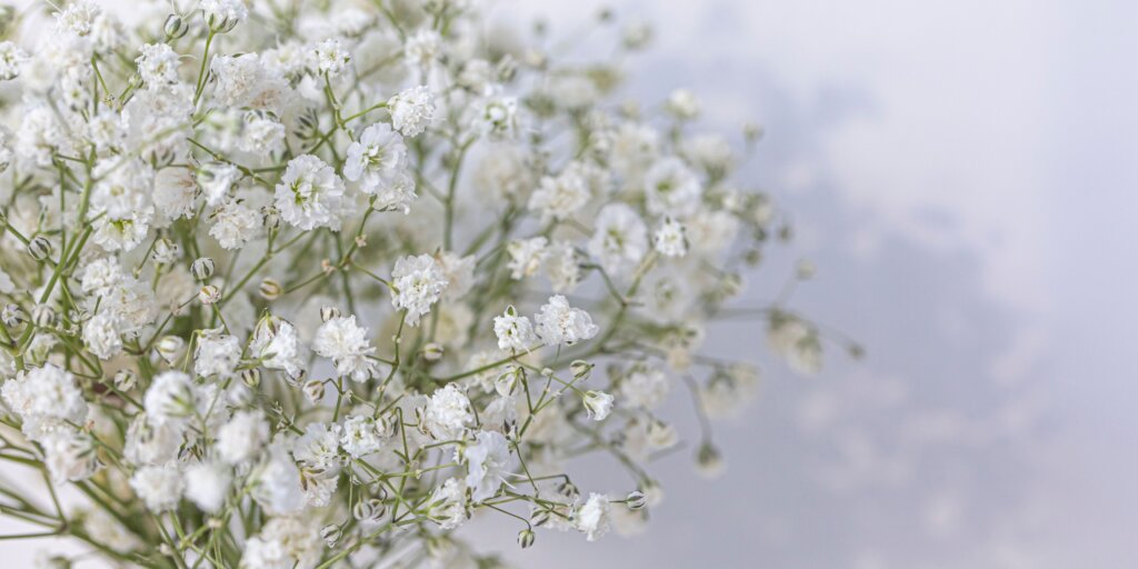 gypsomilka-gypsophila-rastlinkovo