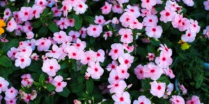 katarantus-catharanthus-rastlinkovo