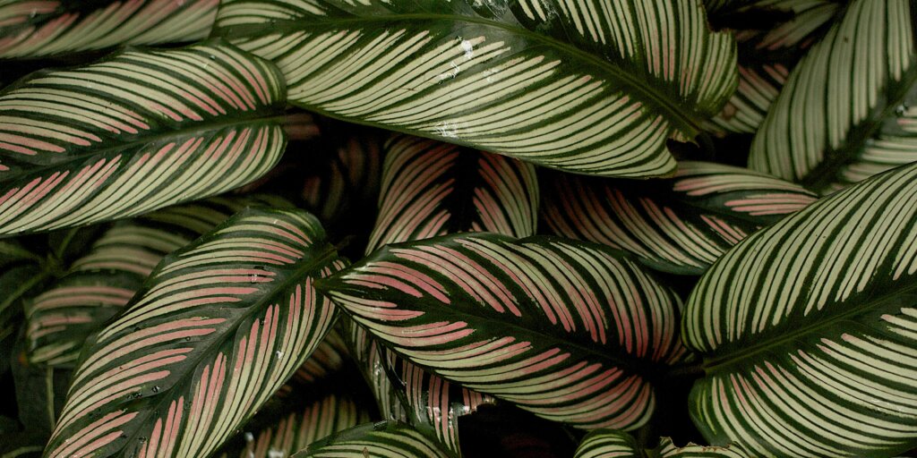 kalatea-calathea-rastlinkovo