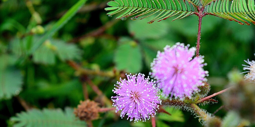 mimosa-citlivka-rastliny-rastlinkovo