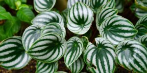 peperomia-rastliny-rastlinkovo