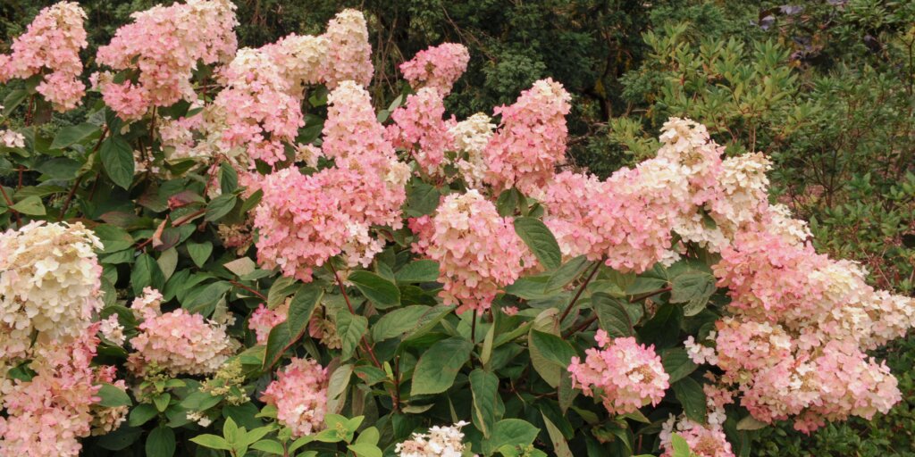 hortenzia-metlinata-hydrangea-paniculata-rastlinkovo