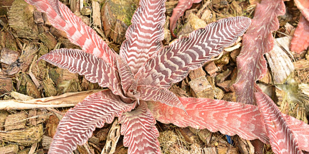 cryptanthus-bromelia-rastlinkovo