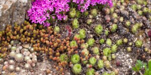 sempervivum-skalne-ruze-rastlinkovo