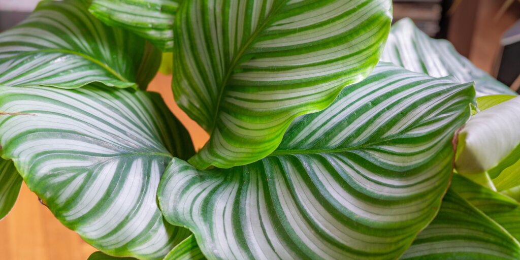 kalatea-calathea-rastlinkovo