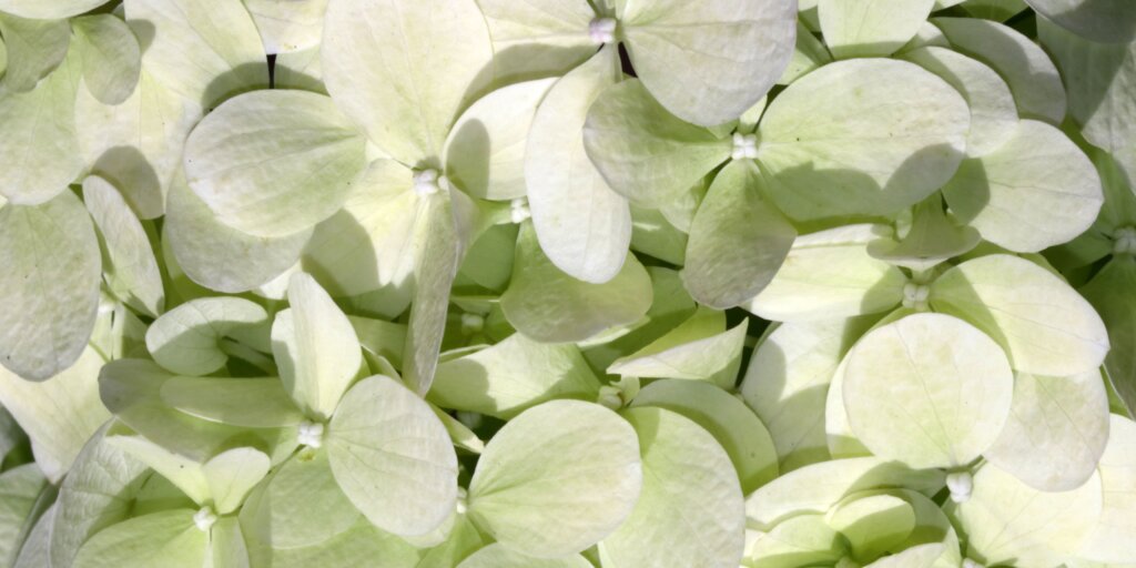 hortenzia-metlinata-hydrangea-paniculata-rastlinkovo