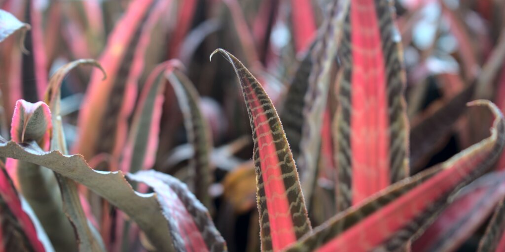 cryptanthus-bromelia-rastlinkovo