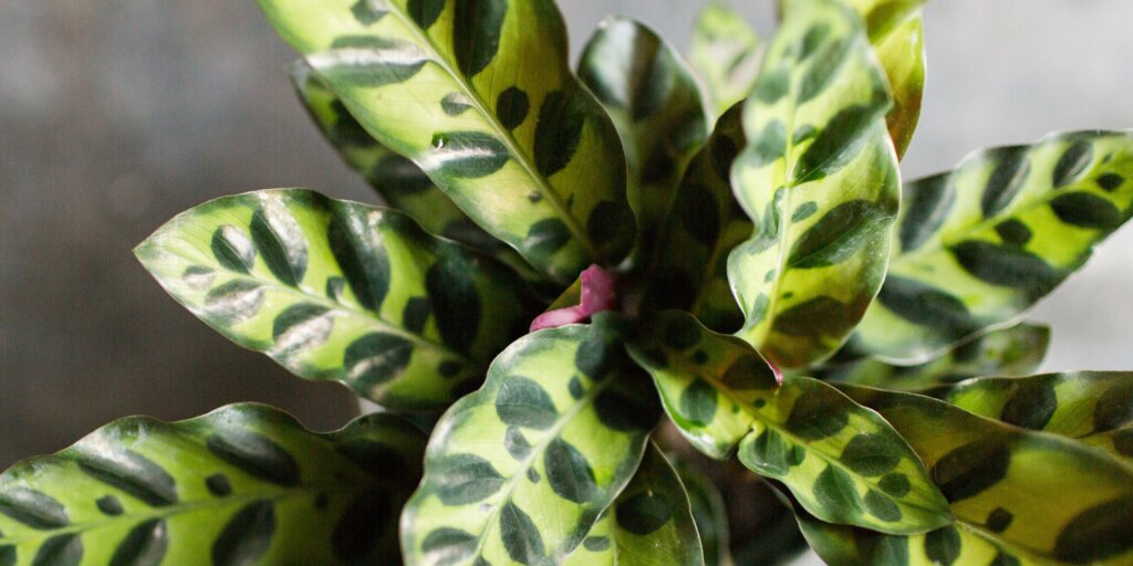 kalatea-calathea-rastlinkovo