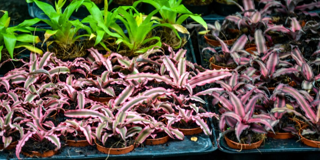 cryptanthus-bromelia-rastlinkovo