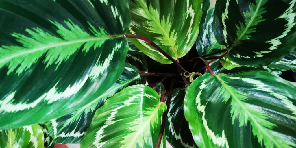 kalatea-calathea-rastlinkovo