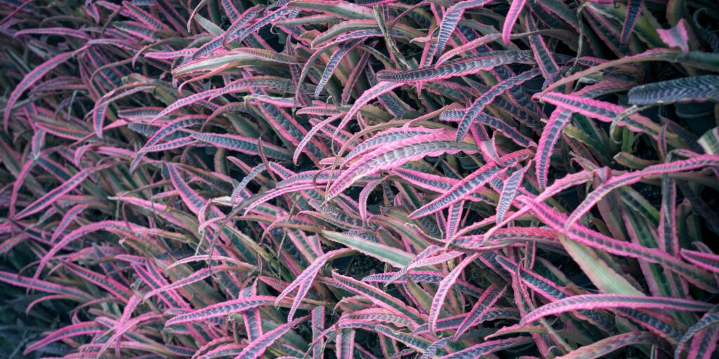 cryptanthus-bromelia-rastlinkovo