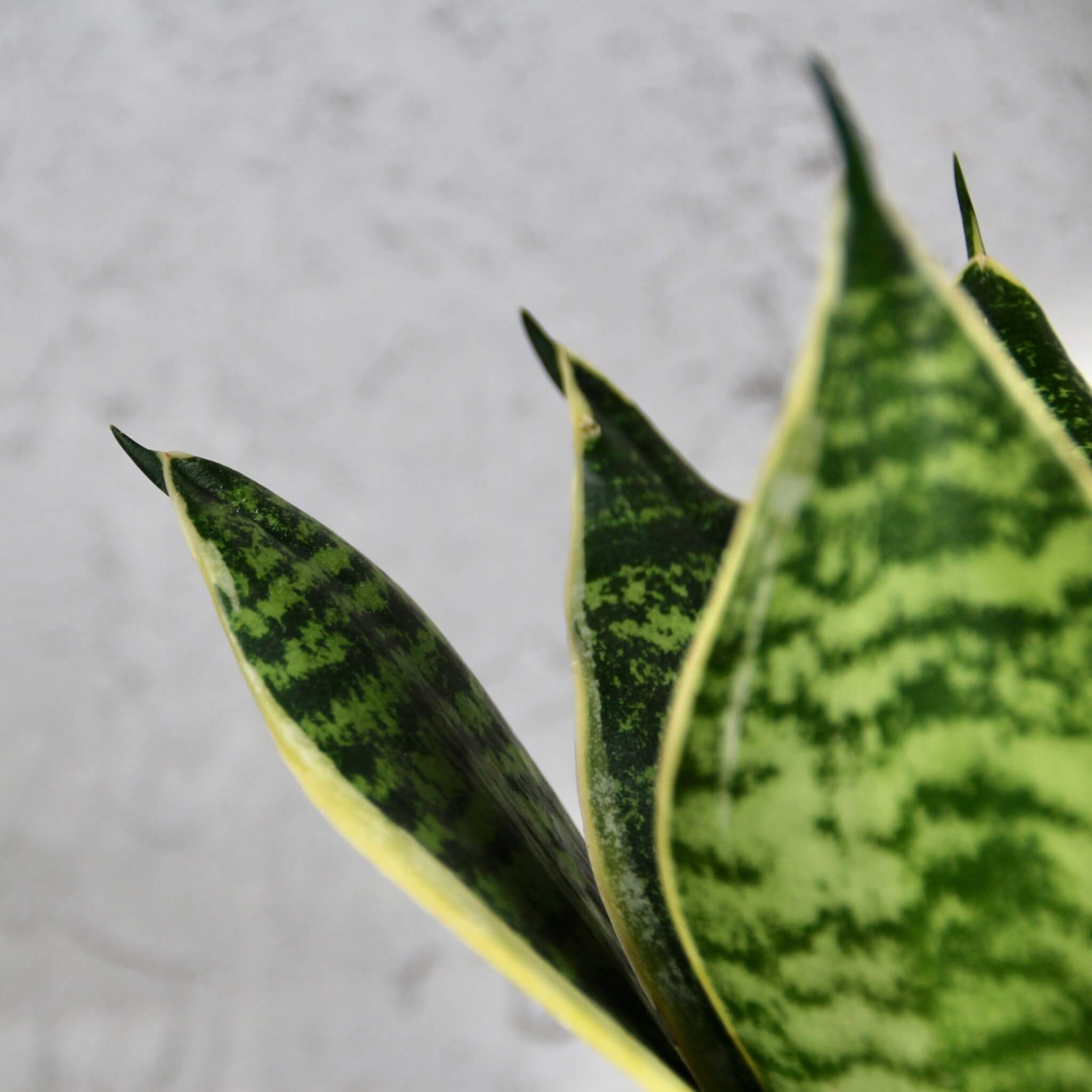 Sansevieria-Trifasciata-Hahnii-baby-rastlinkovo