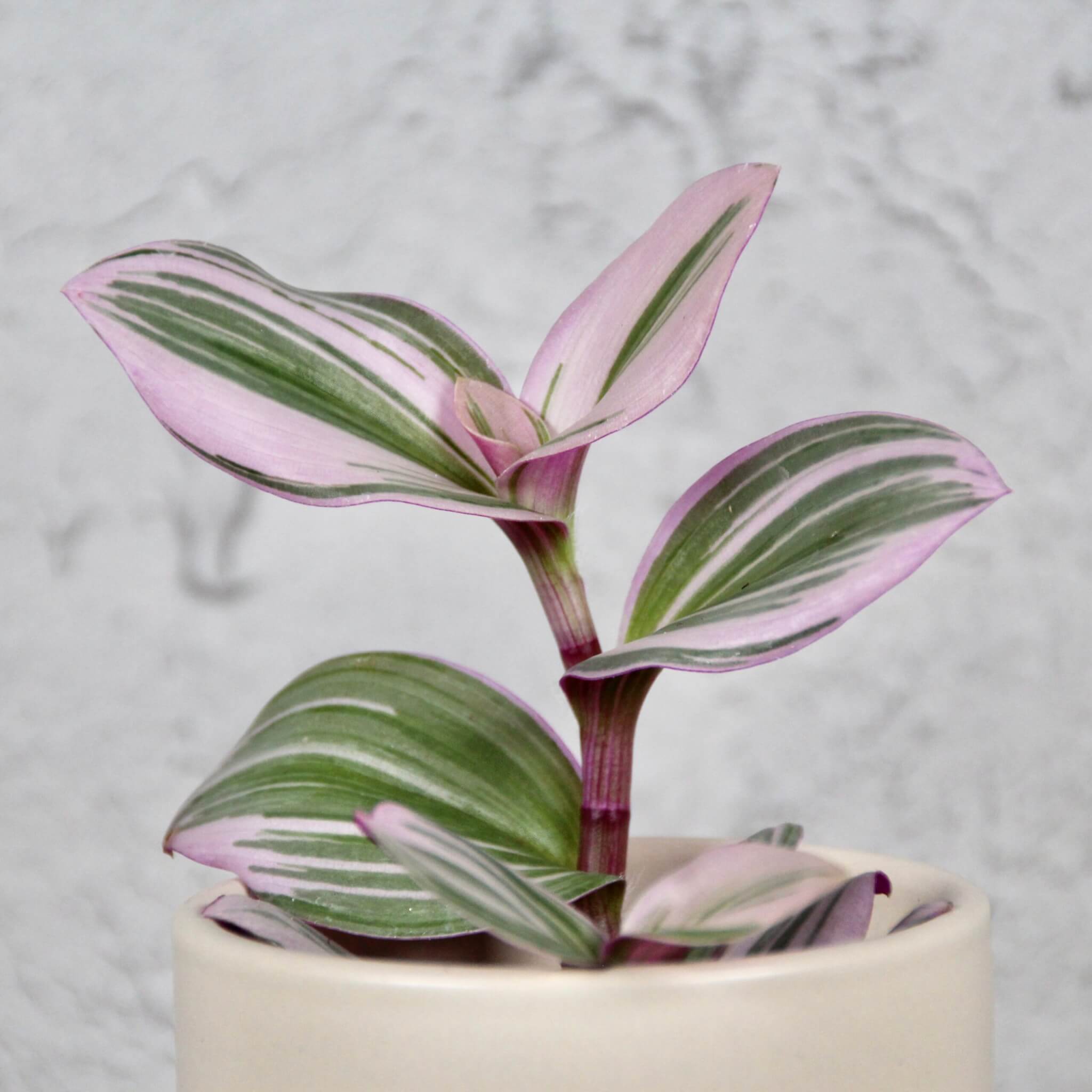 Tradescantia-Albiflora-Nanouk-baby-rastlinkovo