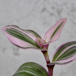 Tradescantia-Albiflora-Nanouk-baby-rastlinkovo