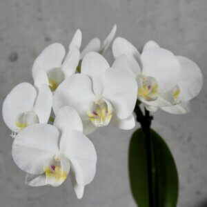 Orchidea-phalaenopsis-multiflora-biela-rastlinkovo