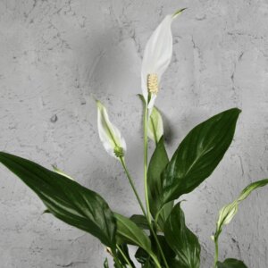 Spathiphyllum-Lopatkovec-Pearl-Cupido-rastlinkovo