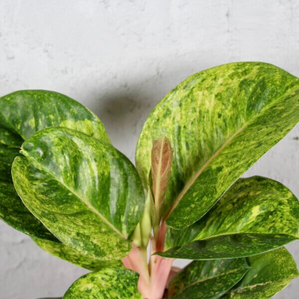 Aglaonema-Apple-Green-rastlinkovo