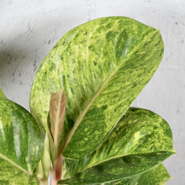 Aglaonema-Apple-Green-rastlinkovo