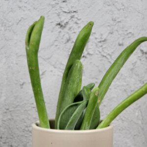 Kalanchoe-lady-finger-baby-rastlinkovo