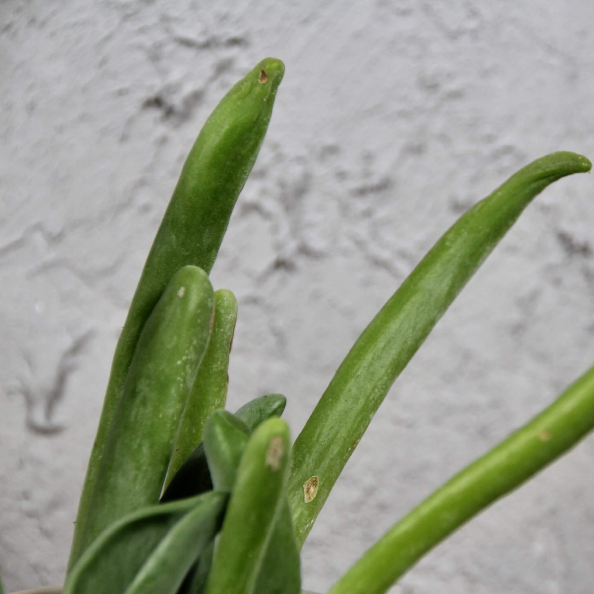 Kalanchoe-lady-finger-baby-rastlinkovo