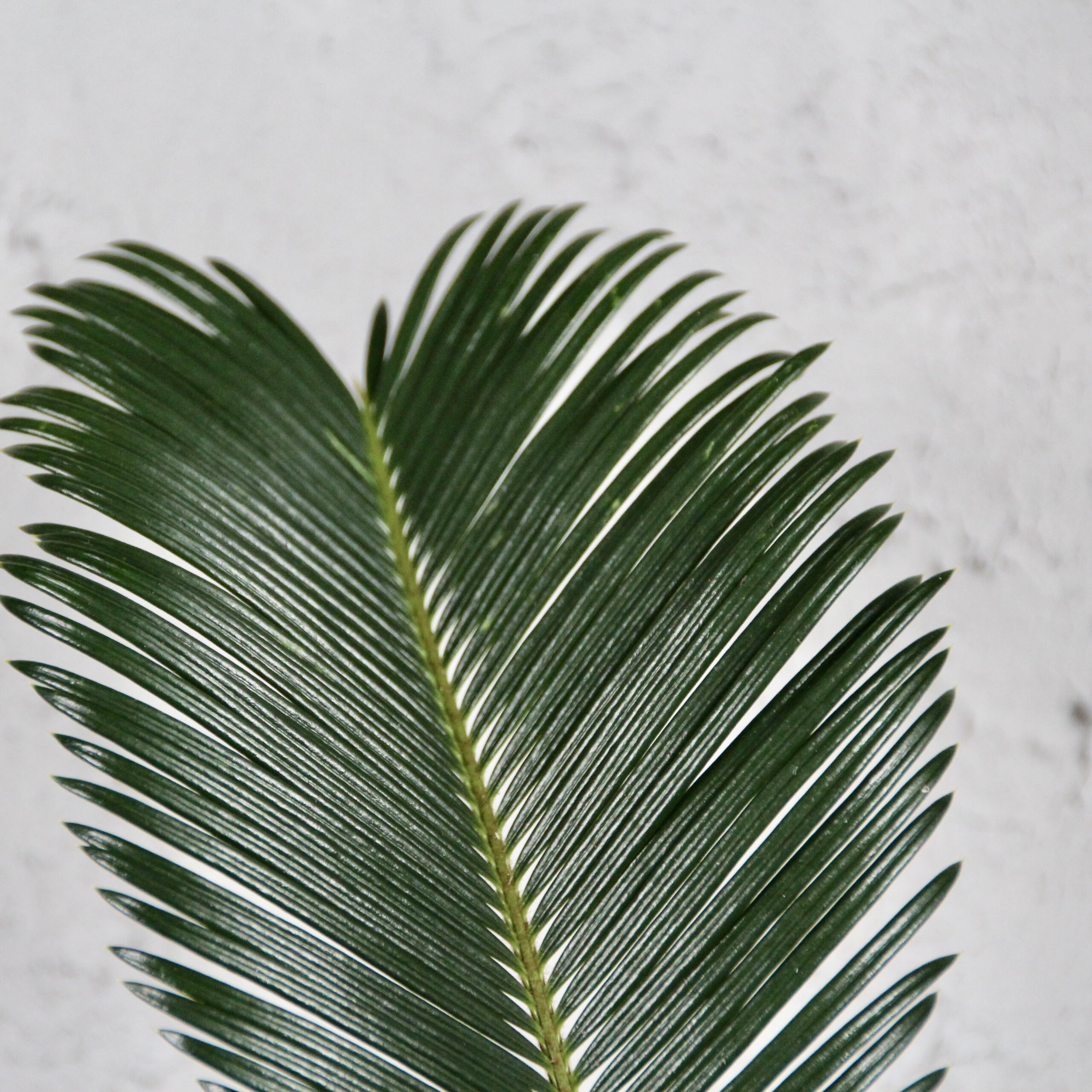 cycas-revoluta-rastlinkovo