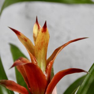 guzmania-amaretto-rastlinkovo