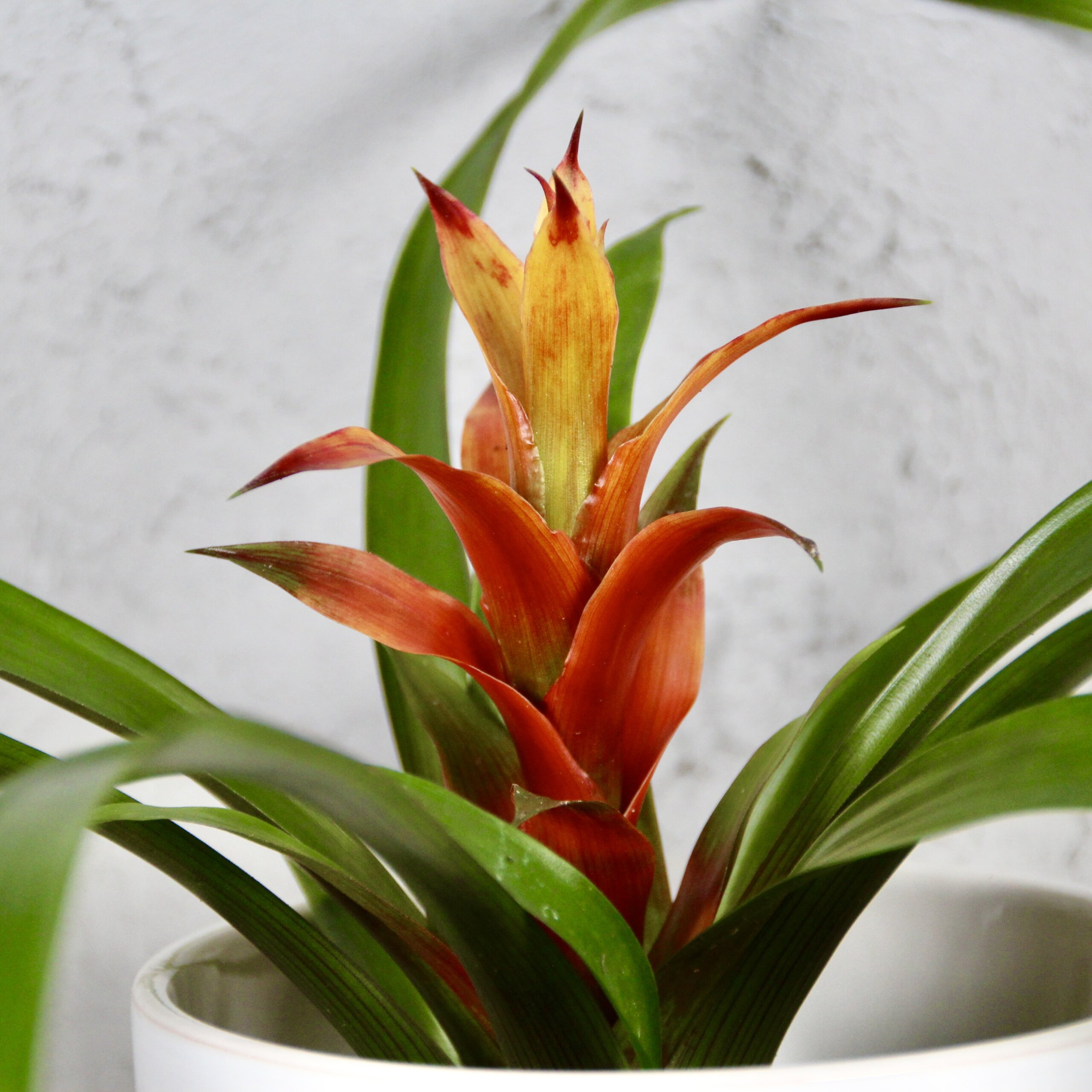 guzmania-amaretto-rastlinkovo