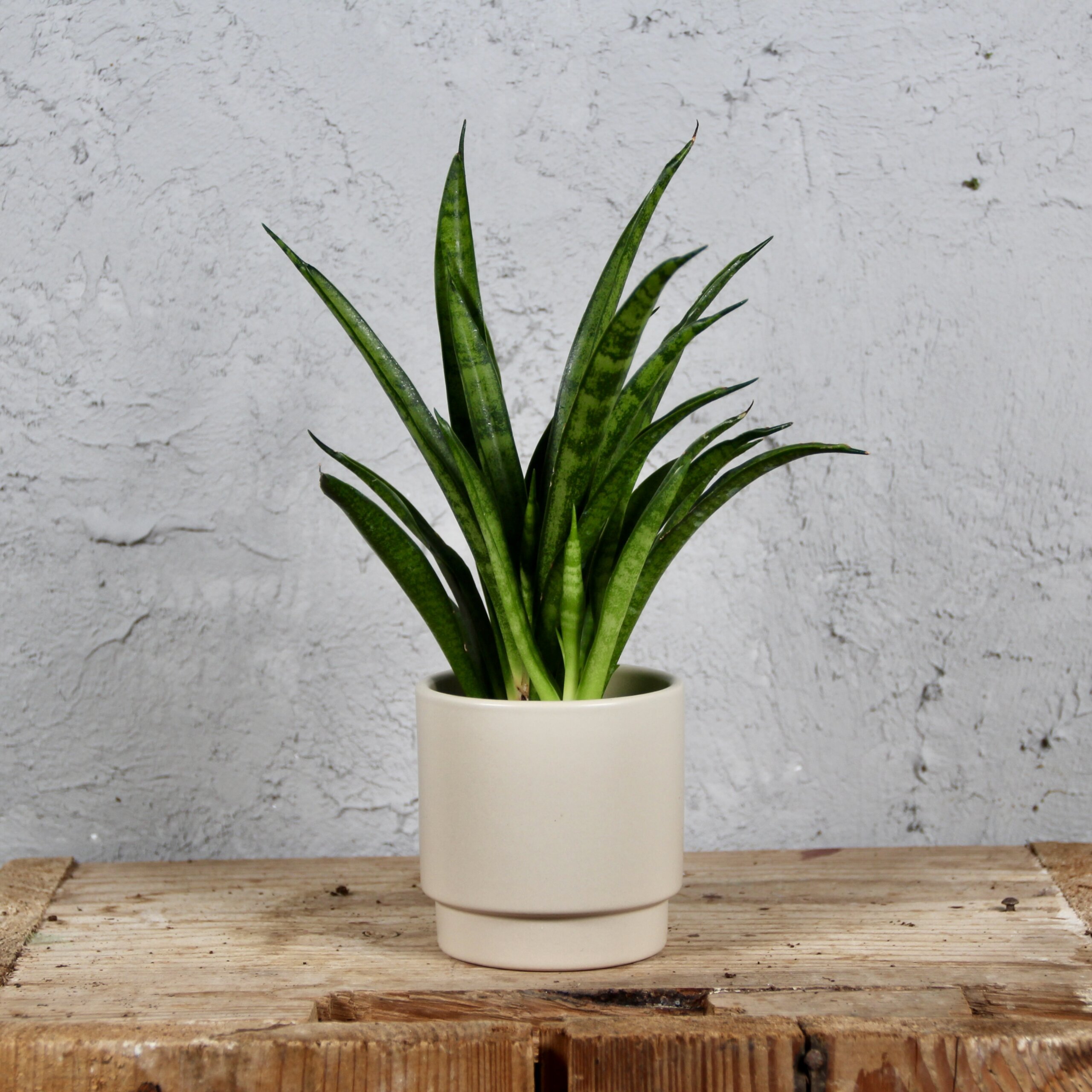 sansevieria-panthera-baby-rastlinkovo