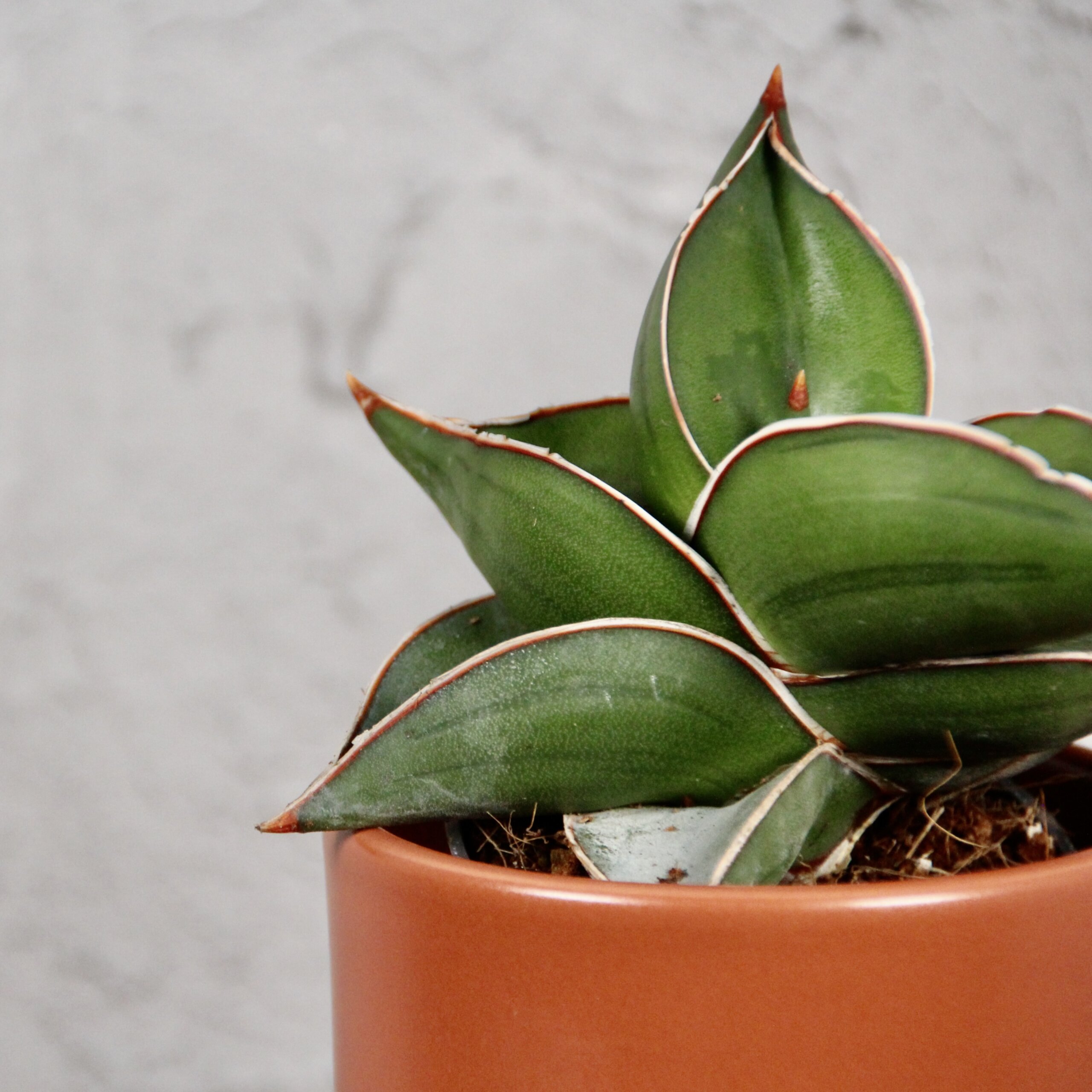 sansevieria-samurai-baby-rastlinkovo