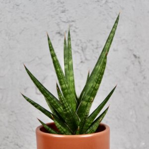 sansevieria-francisii-baby-rastlinkovo