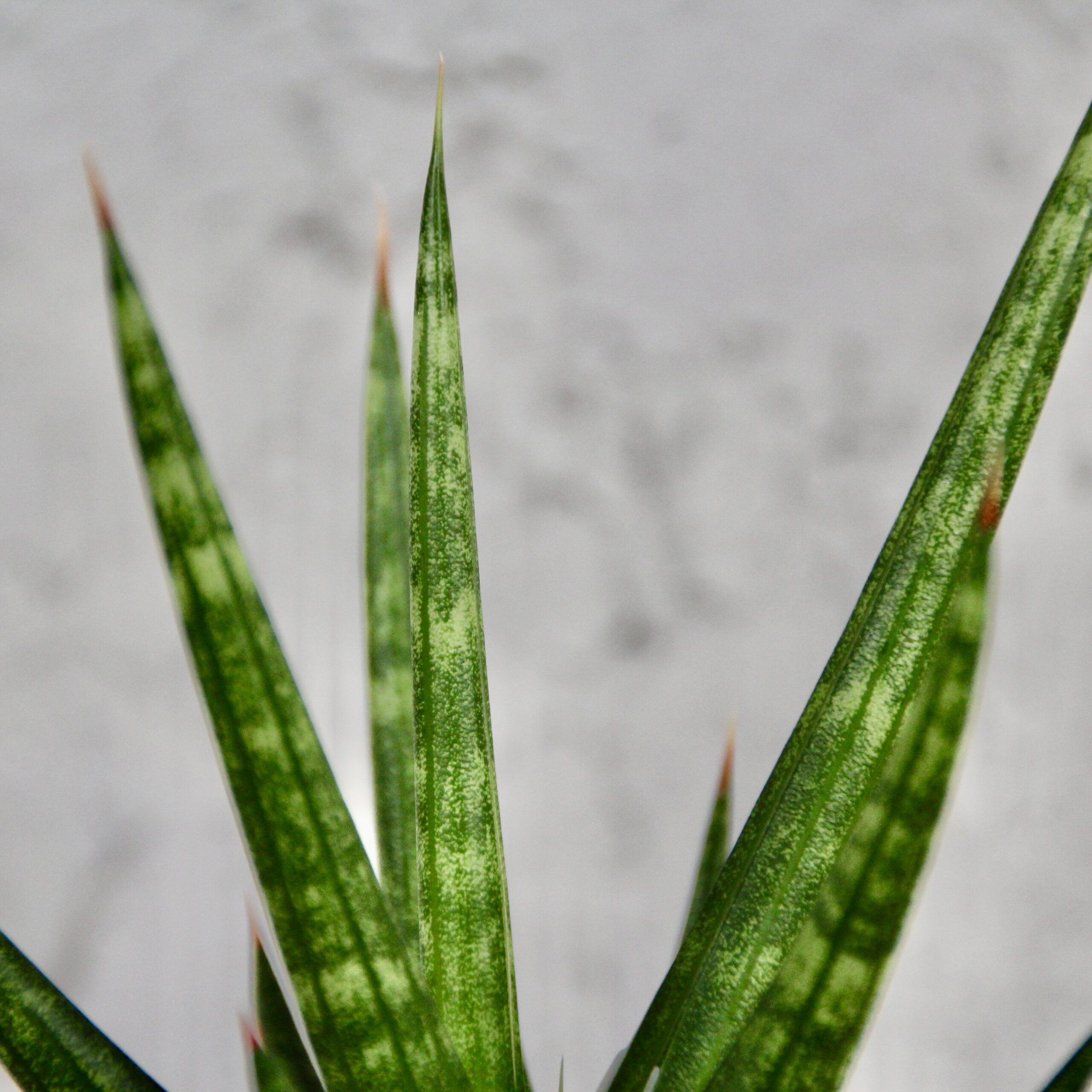 sansevieria-francisii-baby-rastlinkovo