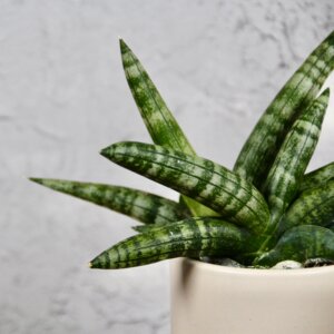 sansevieria-boncellensis-baby-rastlinkovo