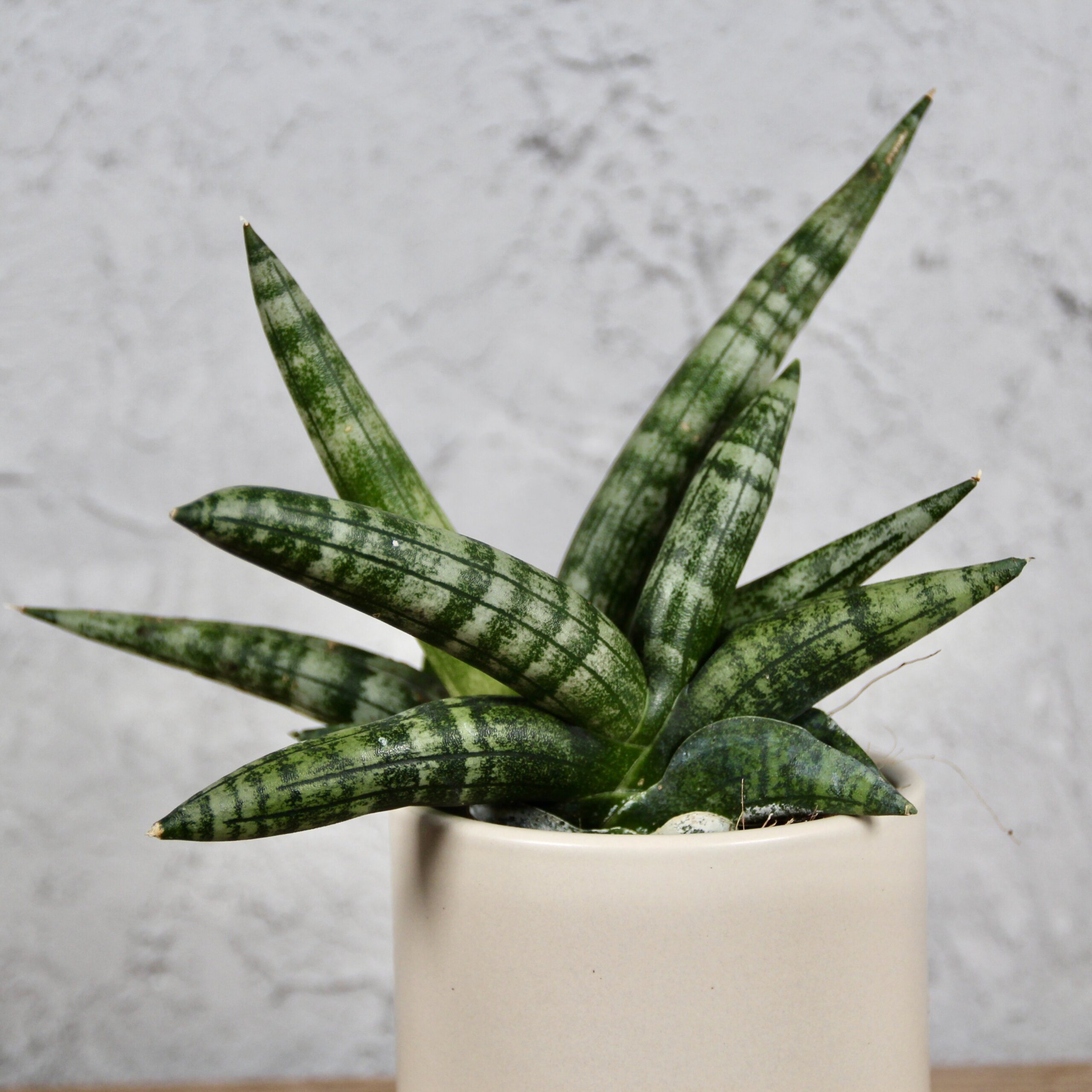 sansevieria-boncellensis-baby-rastlinkovo