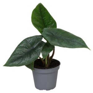 alocasia-scalprum-rastlinkovo