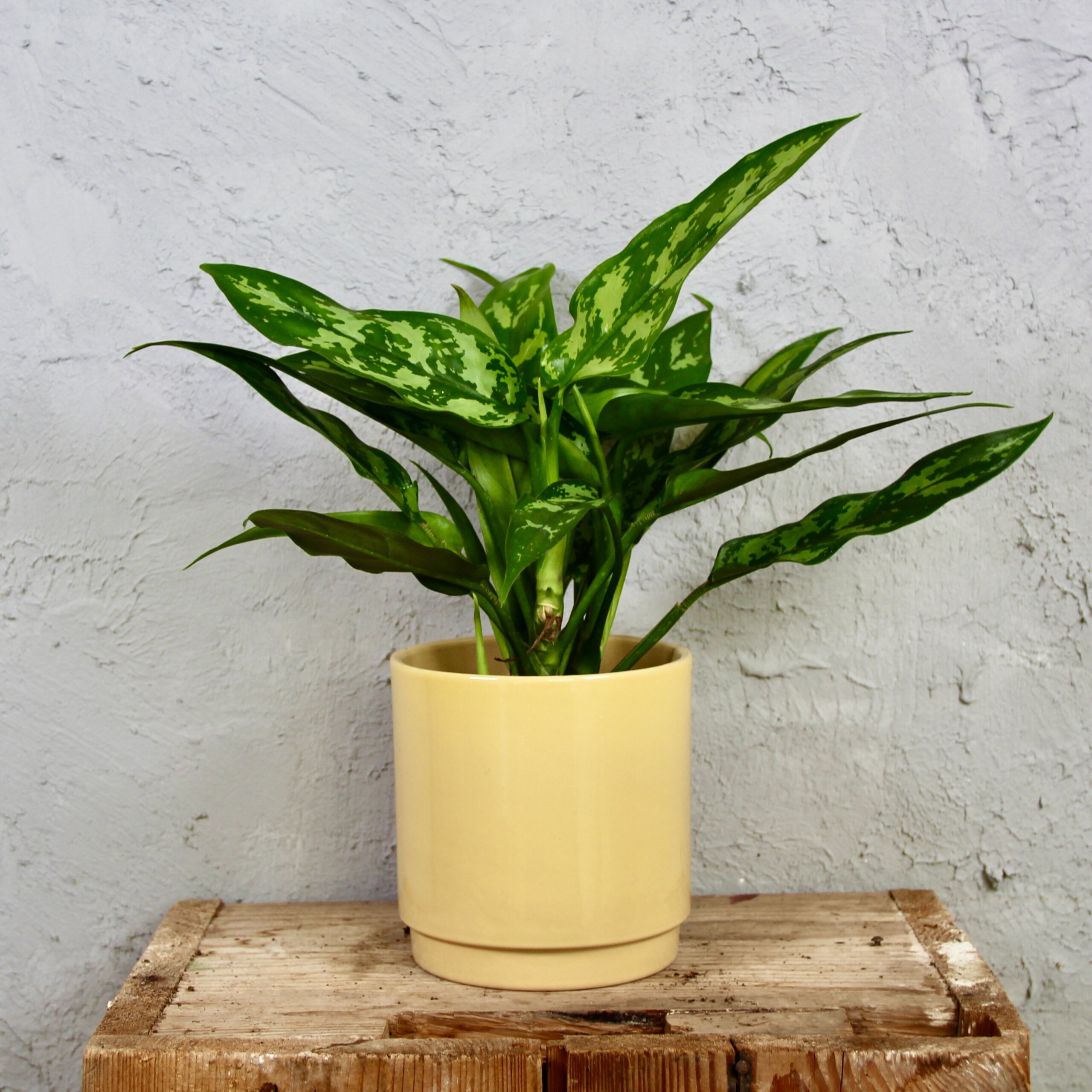 aglaonema-maria-rastlinkovo