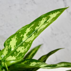 aglaonema-maria-rastlinkovo