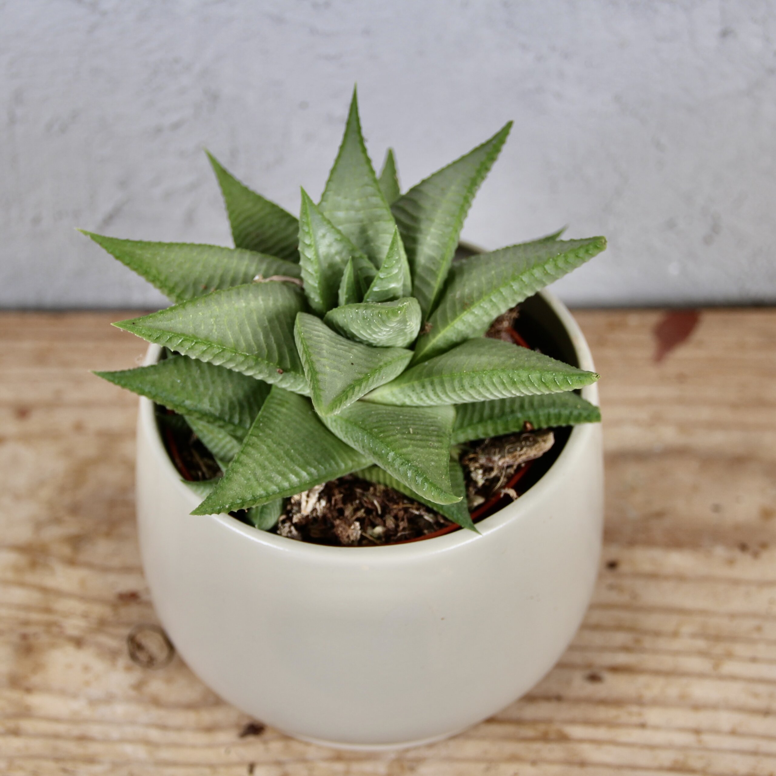 haworthia-limifolia-spider-white-rastlinkovo